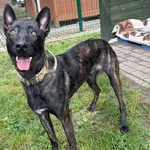 Znaleziono psa, Bydgoszcz, 20 lipca 2025