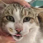 Znaleziono kota, Bydgoszcz, 11 lipca 2025