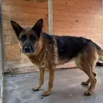 Pies do adopcji, Kraków, 17 lipca 2025