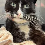 Znaleziono kota, Gdańsk, 1 sierpnia 2025