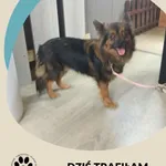 Znaleziono psa, Dąbrówka, 31 lipca 2025