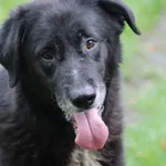 Pies do adopcji, Bełchatów, 17 września 2022