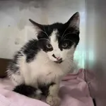 Kot do adopcji, Włocławek, 31 lipca 2025