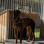 Pies do adopcji, Kraków, 17 lipca 2025