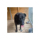 Znaleziono psa, Białystok, 31 lipca 2025