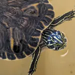 Znaleziono zwierzę, Lublin, 30 lipca 2025