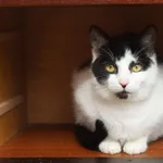 Oddam kota, Olsztyn, 2 sierpnia 2025