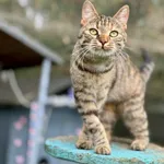 Kot do adopcji, Piła, 21 kwietnia 2025