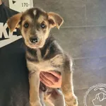 Przyjęty: 2025-07-31 Gmina: Morawica Płeć: Pies Opis: mieszaniec, tricolor