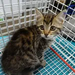 Kot do adopcji, Szczecin, 2 sierpnia 2025