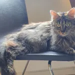 Zaginął kot, Łódź, 3 sierpnia 2025