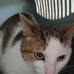 Znaleziono kota, Lublin, 2 sierpnia 2025