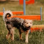 Rysik 616093903032326