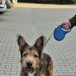 Znaleziono psa, Lublin, 2 sierpnia 2025