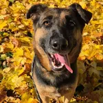 Znaleziono psa, Lublin, 16 września 2025