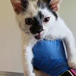 Znaleziono kota, Lublin, 1 sierpnia 2025