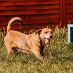 Pies do adopcji, Czartki, 3 sierpnia 2025