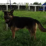 Znaleziono psa, Szczecin, 1 sierpnia 2025