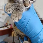 Znaleziono kota, Lublin, 2 sierpnia 2025