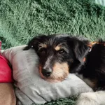 Kacper - wychowany, przyjazny terierek szuka domu! 