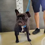 Przyjęty: 2025-08-04 Gmina: Jaworzno Płeć: Suka Opis: buldog francuski, brązowe z białą krawatką