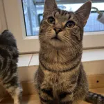 Kot do adopcji, Włocławek, 3 sierpnia 2025