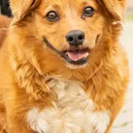 Sunia znaleziona w Wirach, gm. Komorniki