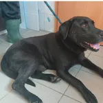 Znaleziono psa, Białystok, 2 sierpnia 2025