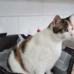 Znaleziono kota, Olsztyn, 5 sierpnia 2025