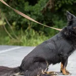 Pies do adopcji, Nowodwór, 4 sierpnia 2025