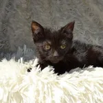 Kot do adopcji, Chełmek, 27 czerwca 2025