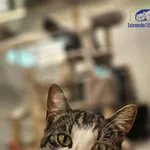 Znaleziono kota, Szczecin, 5 sierpnia 2025