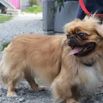 Gizmo
