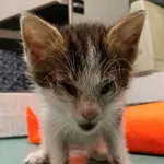 KOTEK ZNALEZIONY 04.08.2025