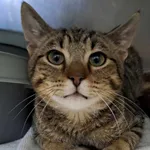 Kot do adopcji, Olsztyn, 27 czerwca 2025