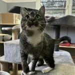 Znaleziono kota, Olsztyn, 25 lipca 2025