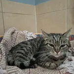 Kot do adopcji, Olsztyn, 6 lipca 2025