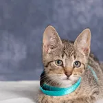 Kot do adopcji, Gdańsk, 26 lipca 2025