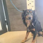 Przyjęty: 2025-08-05 Gmina: Jaworzno Płeć: Pies Opis: mieszaniec, czarne - podpalane