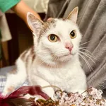 Kot do adopcji, Jelenia Góra, 30 lipca 2025