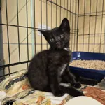 Znaleziono kota, Gdynia, 19 lipca 2025