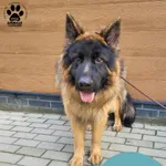 Znaleziono psa, Gdynia, 1 sierpnia 2025