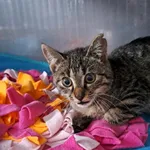 Kot do adopcji, Olsztyn, 19 lipca 2025