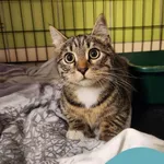 Znaleziono kota, Gdynia, 24 lipca 2025