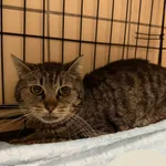 Znaleziono kota, Gdynia, 29 lipca 2025