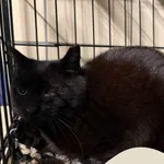 Znaleziono kota, Gdynia, 25 lipca 2025