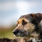 Znaleziono psa, Racławice, 30 lipca 2025