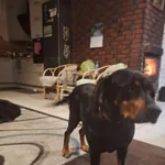 Zaginął pies, Tyśmienica, 7 sierpnia 2025