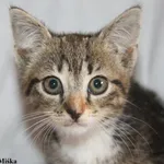 Kot do adopcji, Nowy Dwór Mazowiecki, 7 sierpnia 2025