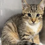 Znaleziono kota, Gdańsk, 6 sierpnia 2025